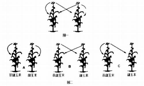 高考题玉米油_玉米的高考题